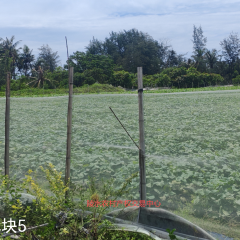 省直辖县陵水黎族自治县黎安镇岭仔村地块5集体耕地19.03亩经营权出租