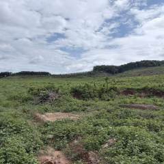 海南儋州市西培农场西华十队303.1亩林下土地租赁