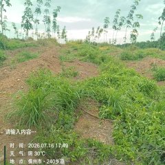 海南省直辖县白沙黎族自治县海胶邦溪分公司164.4亩胶园林下农业土地出租
