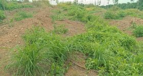 海南省直辖县白沙黎族自治县海胶邦溪分公司164.4亩胶园林下农业土地出租