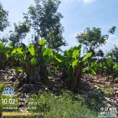 海南省直辖县乐东黎族自治县山荣农场2、3、25队568.73亩橡胶小苗胶园林下农业土地出租