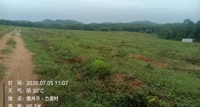 海南儋州市海胶集团西联分公司西流片区红明队187.53亩胶园林下农业土地出租