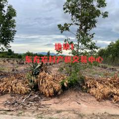 海南省直辖县东方市大田镇抱板村大戈粉4个地块共110.21亩集体地流转