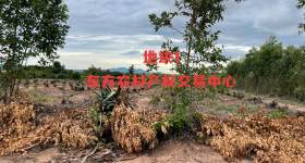 海南省直辖县东方市大田镇抱板村大戈粉4个地块共110.21亩集体地流转