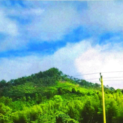德兴市香屯街道五星居民委员会石峡村菜篮坞部分山场