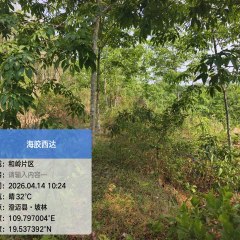 海南省直辖县澄迈县西达分公司和岭片群昌队51.18亩林下土地出租