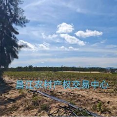 昌江黎族自治县海尾镇沙地村委会海看地1018亩集体土地流转
