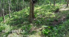 海南省直辖县琼中黎族苗族自治县海胶集团乌石分公司岭头片7、11、12队226.57亩橡胶小苗林下土地出租