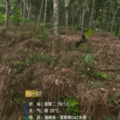 海南省直辖县琼中黎族苗族自治县海胶集团乌石分公司岭头片10队121.87亩橡胶小苗林下土地出租