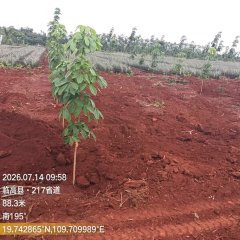 海南省直辖县临高县海胶红华分公司红华片区红侨21队16.98亩胶园林下农业土地出租