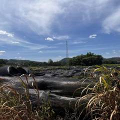 海南省直辖县白沙黎族自治县白沙黎族自治县细水乡福门村委会264.61亩水田出租