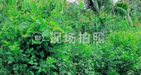海南省直辖县万宁市海胶集团新中分公司南林片区新一队10.03亩土地出租