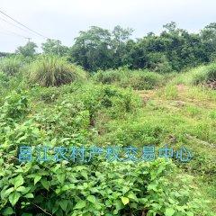 省直辖县昌江黎族自治县石碌镇红林一队春鹏公司对面一宗20亩国有（土地性质）出租