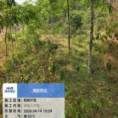 海南省直辖县澄迈县西达分公司和岭片群昌队51.18亩林下土地出租