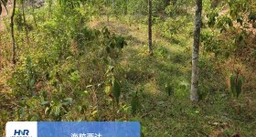 海南省直辖县澄迈县西达分公司和岭片群昌队51.18亩林下土地出租