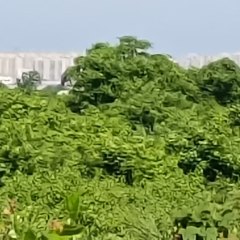 海南海口市秀英区石山镇道堂村委会300亩农用地