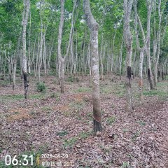 海南省直辖县澄迈县西达分公司昆仑片11队、12队553.73亩林下土地出租