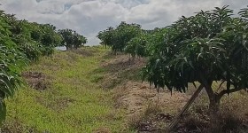 海南省直辖县乐东黎族自治县海胶集团山荣分公司福报片区7队82.55亩农用地出租