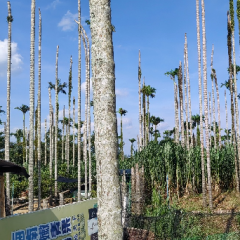 海南省直辖县万宁市后安镇龙田村委会大章水库北边坡10.4亩土地出租项目