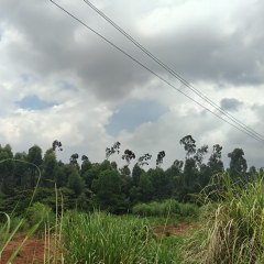 澄迈县金江镇大坡村委会大坡村民小组31.307亩土地出租