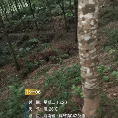 海南省直辖县琼中黎族苗族自治县海胶集团乌石分公司岭头片10队121.87亩橡胶小苗林下土地出租