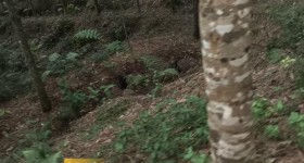 海南省直辖县琼中黎族苗族自治县海胶集团乌石分公司岭头片10队121.87亩橡胶小苗林下土地出租