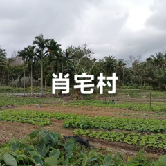 海南省直辖县万宁市长丰镇长安村委会肖宅村民小组17亩土地出租项目