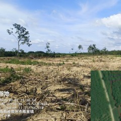 海南儋州市海胶集团八一分公司春江510队107.2亩胶园林下土地出租
