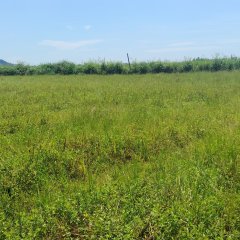 海南省直辖县万宁市万宁市万城镇裕光社区第十二小组南门洋4.5亩土地出租项目