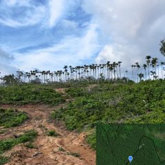 海南省直辖县万宁市东兴分公司礼兴队158.25亩橡胶林下土地出租