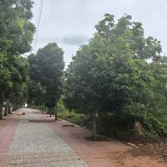 澄迈县老城镇玉堂村委会文连村37.41亩集体土地合作开发项目