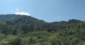 德兴市万村乡沙畈村民委员会沙畈村1290亩林地使用权出租