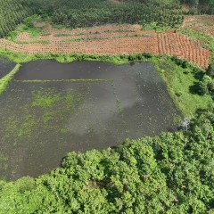 临高县波莲镇波莲社区居委会新市第二经济美渡田地块14.19亩集体土地发包