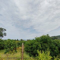 海南省直辖县陵水黎族自治县黎安镇后岭村43.94亩集体园地经营权出租