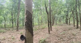 海南儋州市雅星镇乐贺村委会乐贺上组鹅考地93.3亩集体土地（园地）发包 