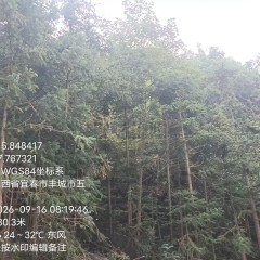 丰城市蕉坑乡力富村委会林场林木