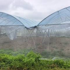 海南省直辖县定安县雷鸣镇石盘坡村应急保供蔬菜大棚基地大棚面积17.61亩简易棚出租