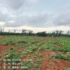 海南儋州市海胶集团西联分公司新盈片区东田队162.33亩胶园林下农业土地出租