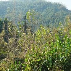 袁州区寨下镇横塘村委会青山岭