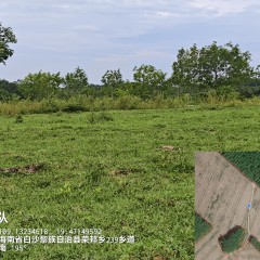 海南儋州市海胶集团八一分公司红岭7队220亩胶园林下土地出租