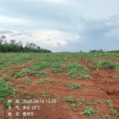 海南儋州市海胶集团西联分公司新盈片区新伟队127.86亩胶园林下农业土地出租
