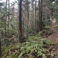 德兴市万村乡沙畈村民委员会杨梅山广窝厂360亩林地