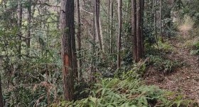 德兴市万村乡沙畈村民委员会杨梅山广窝厂360亩林地