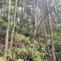 德兴市万村乡沙畈村民委员会杨梅山水牛岭202亩林地