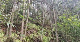 德兴市万村乡沙畈村民委员会杨梅山水牛岭202亩林地