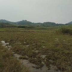 袁州区寨下镇台上村委会水田
