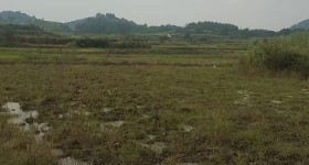 袁州区寨下镇台上村委会水田