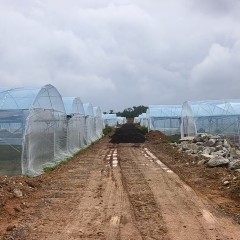 海南省直辖县定安县 雷鸣镇石盘坡村应急保供蔬菜大棚基地大棚面积 58. 36 亩简易棚出租