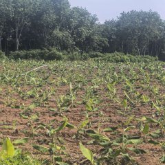 海南儋州市海南农垦西培农场有限公司974.16亩农用地出租