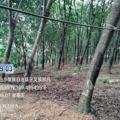 海南省直辖县白沙黎族自治县白沙分公司211.41亩开割胶园林下土地出租